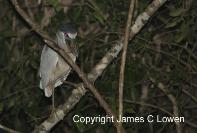 Boat-billed Heron