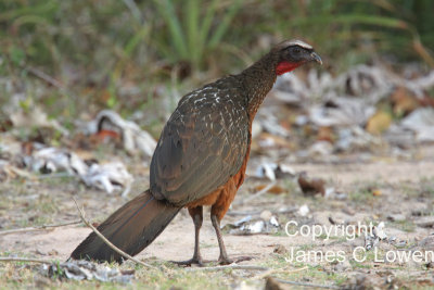 Chestnut-bellied Guan