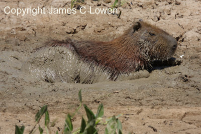 Capybara