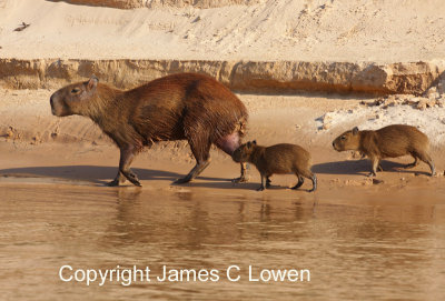 Capybara