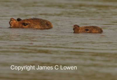 Capybara