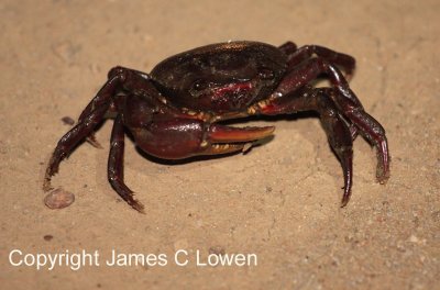 Red freshwater crab