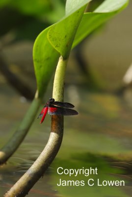 Pantanal invertebrates