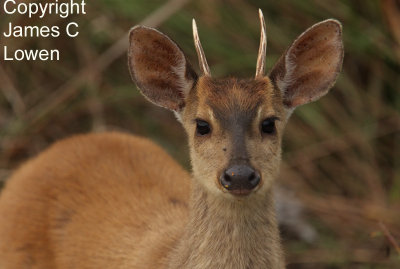 South American Brown Brocket
