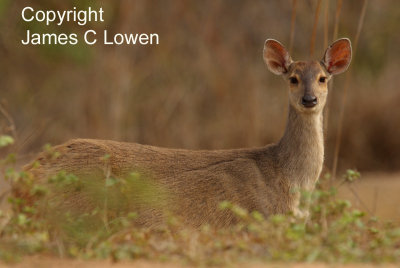 South American Brown Brocket