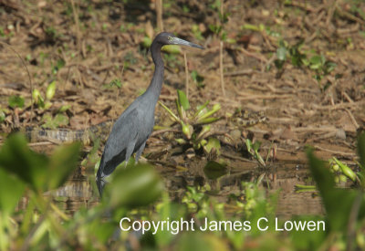 Little Blue Heron