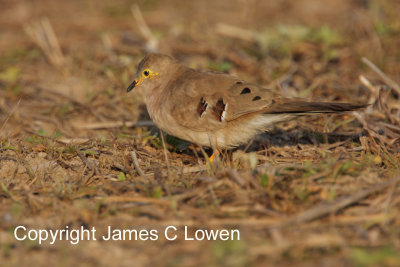 Long-tailed Ground-dove