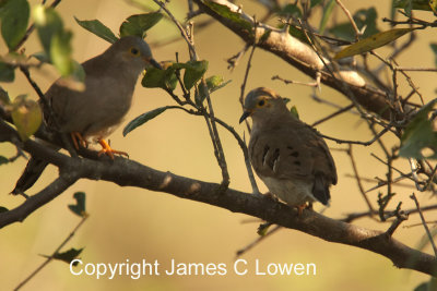 Long-tailed Ground-dove
