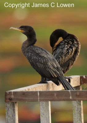 Neotropical Cormorant