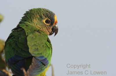 Other parrots