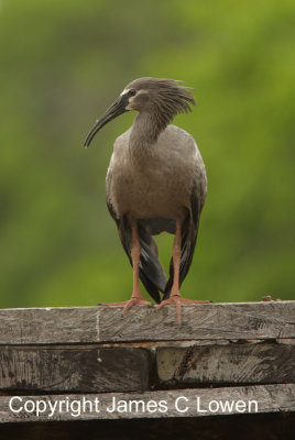 Plumbeous Ibis