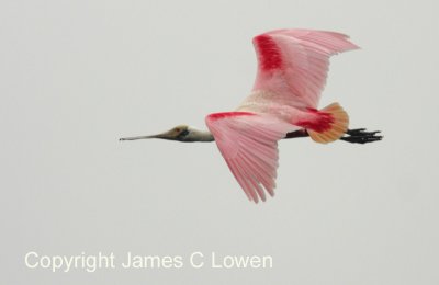 Roseate Spoonbill