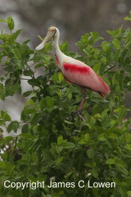 Roseate Spoonbill