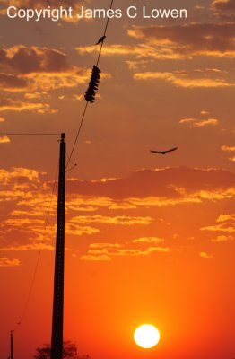 Brown-chested Martins at sunset