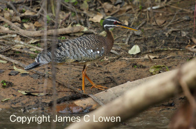 Sunbittern