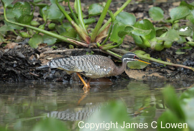 Sunbittern