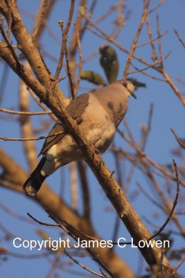 White-throated Dove