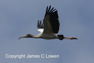 Wood Stork