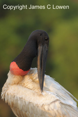 Jabiru