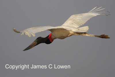 Jabiru