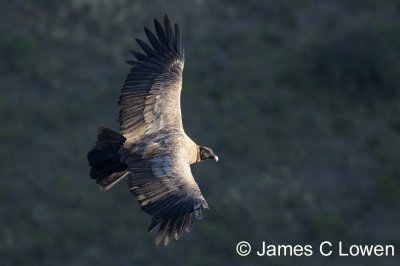 Andean Condor