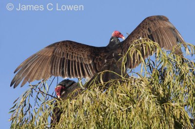 Turkey Vulture