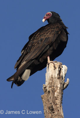 Turkey Vulture