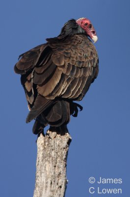 Turkey Vulture