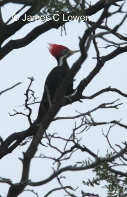 Black-bodied Woodpecker