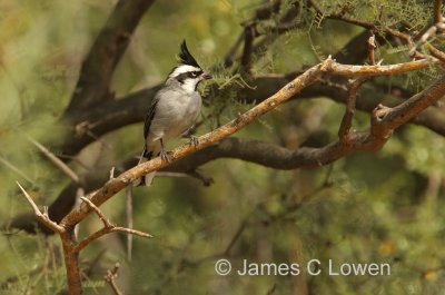 Black-crested Finch