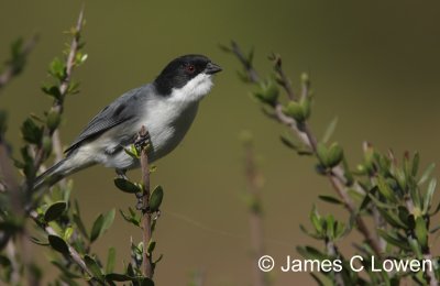 Black-capped Warbling-finch