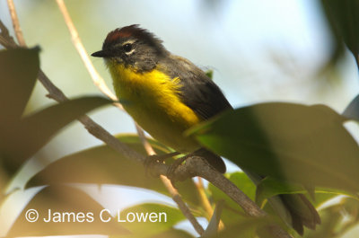 Brown-capped Redstart