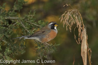 Many-coloured Chaco-finch