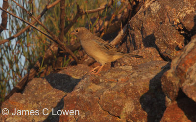 Band-tailed Sierra-finch