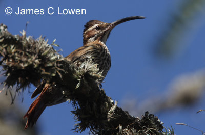 Scimitar-billed Woodcreeper