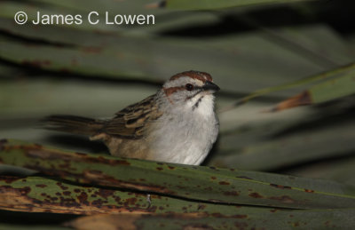 Stripe-capped Sparrow