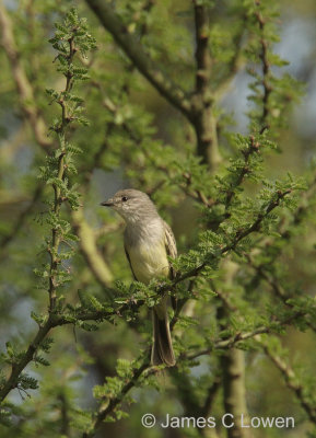 Southern Scrub Flycatcher