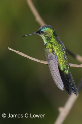 Violet-capped Woodnymph