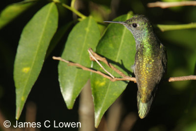 Versicoloured Emerald