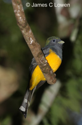 Black-throated Trogon