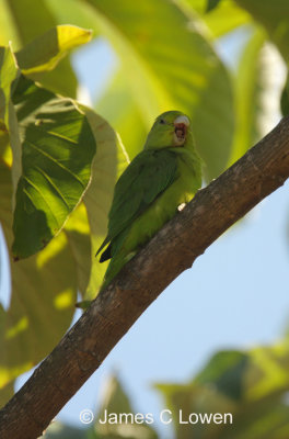 Blue-winged Parrotlet