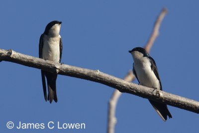 Blue-and-white Swallows