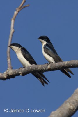 Blue-and-white Swallows