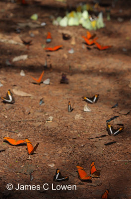 Butterflies at Iguazu