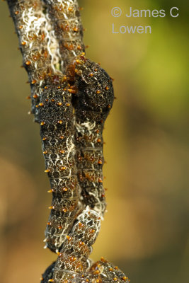 caterpillars at Iguazu