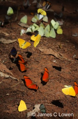 Butterflies at Iguazu