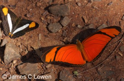 butterfly at Iguazu