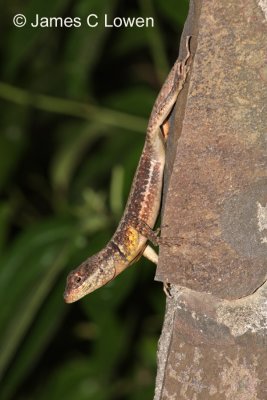 Etheridges Lava Lizard