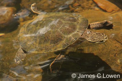 Toad-headed Turtle