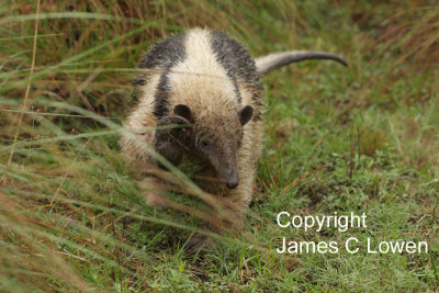 Southern Tamandua